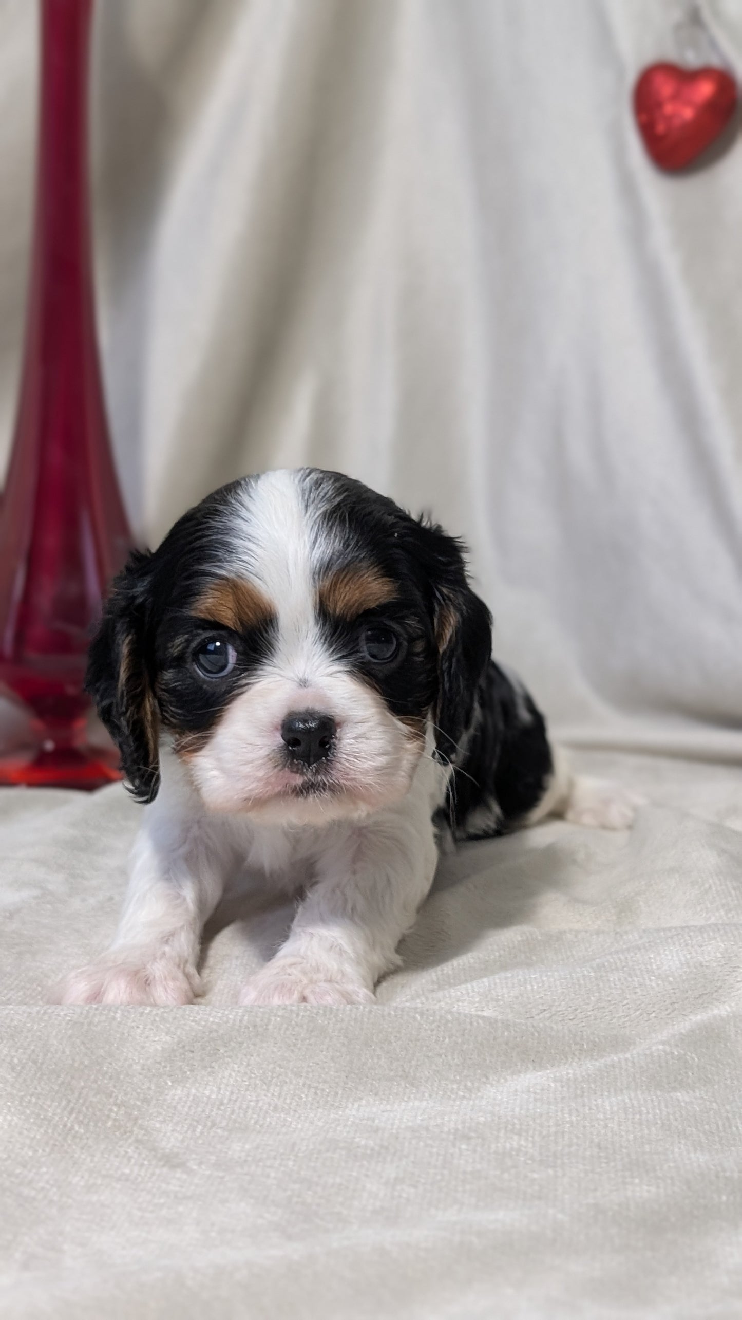 CAVALIER (DEC 03) FEMALES