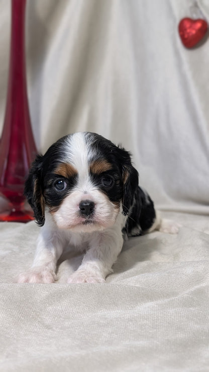 CAVALIER (DEC 03) FEMALES