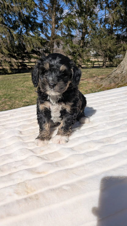 MINI BERNEDOODLE (02/09) MALE