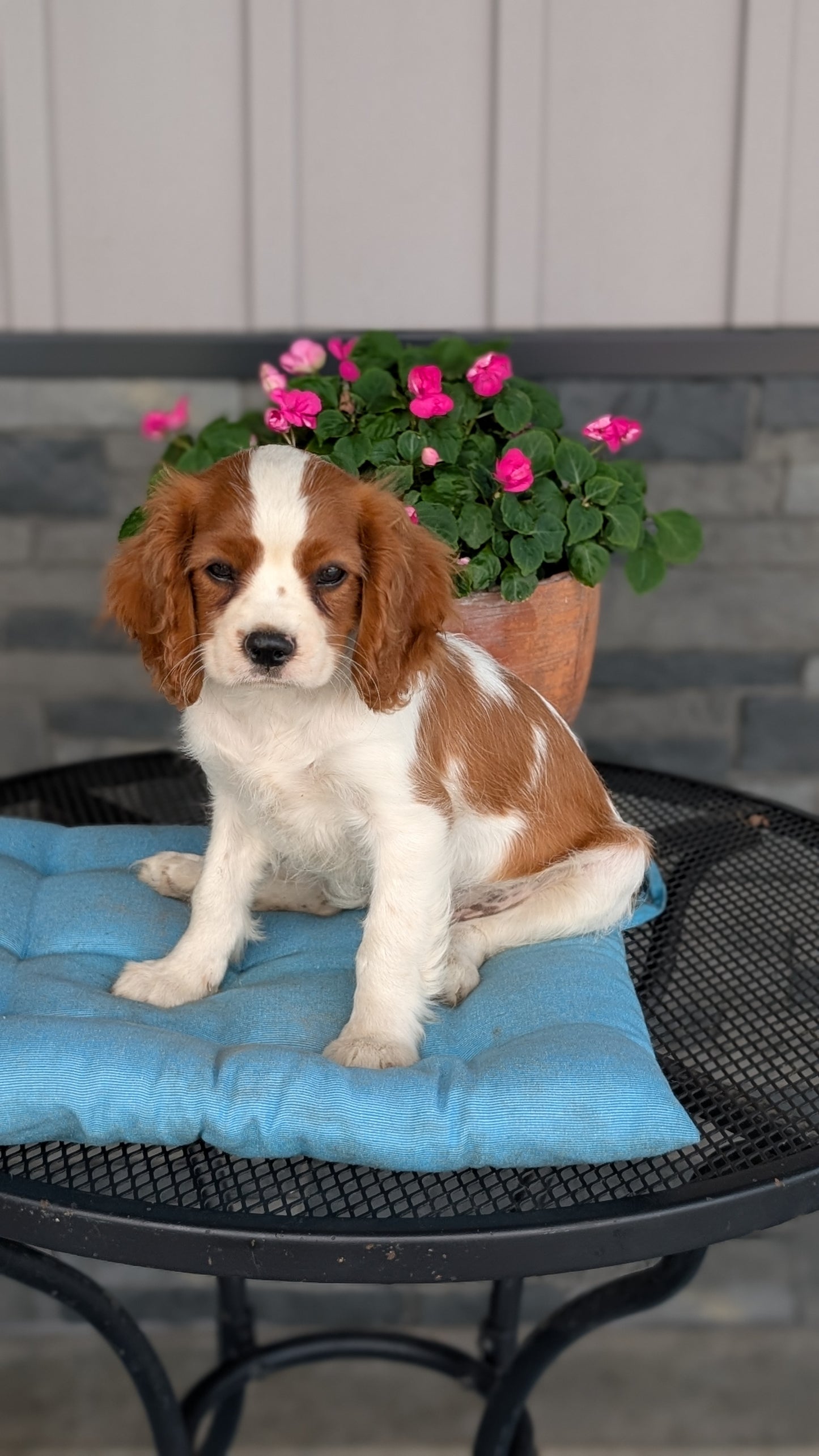 CAVALIER (05/06) MALE