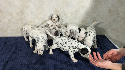 DALMATIAN (02/14) FEMALE