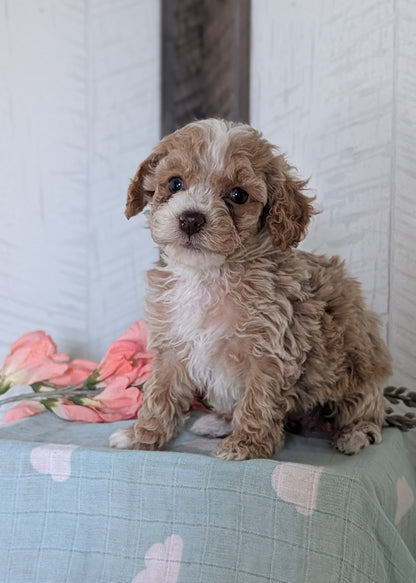 COCKAPOO (FEB 04) MALES