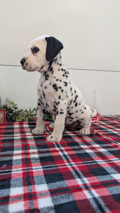 DALMATIAN (OCT 26) FEMALES