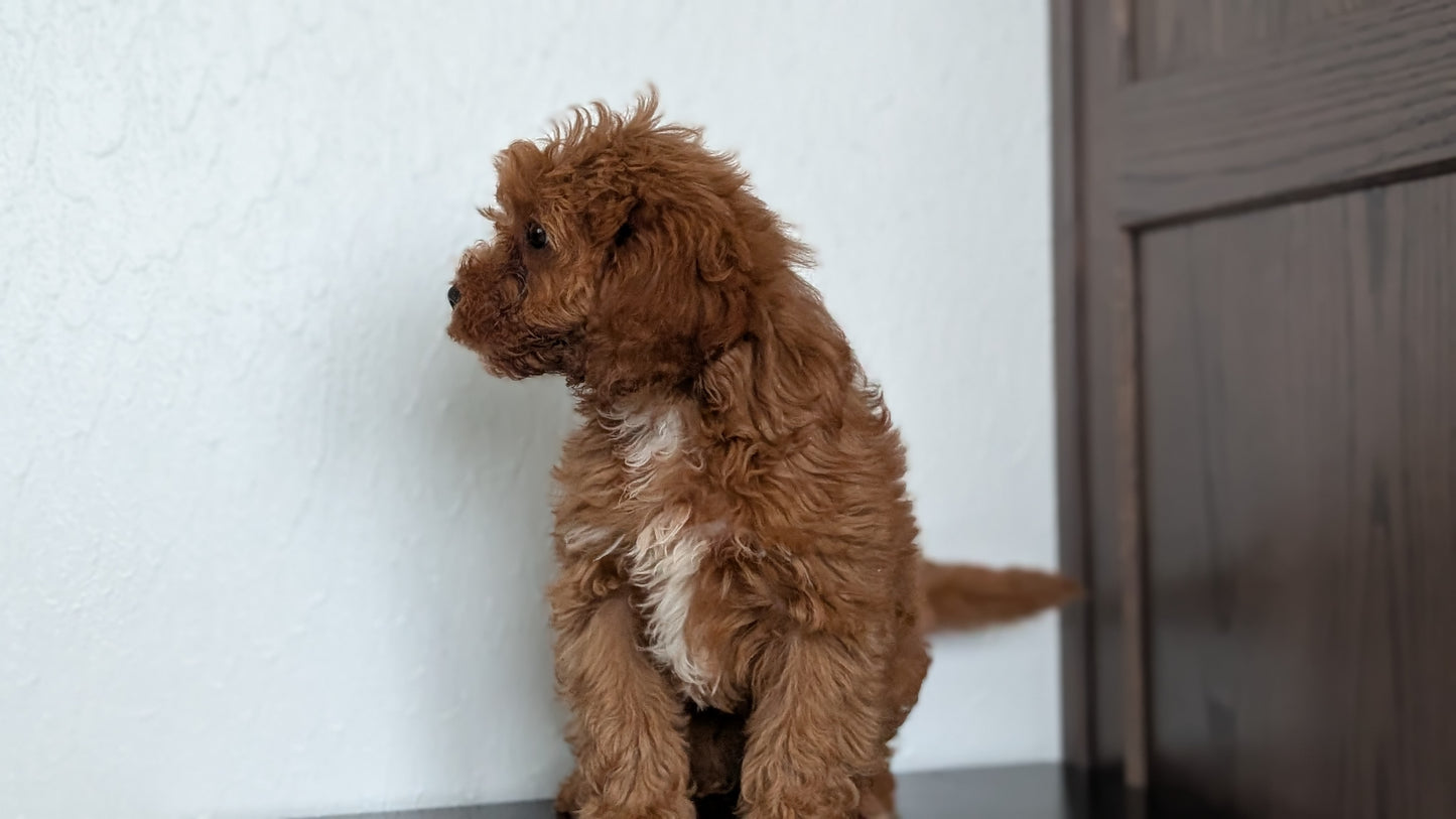CAVAPOO (DEC 26) MALES