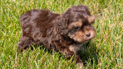 COCKAPOO (06/02) FEMALE