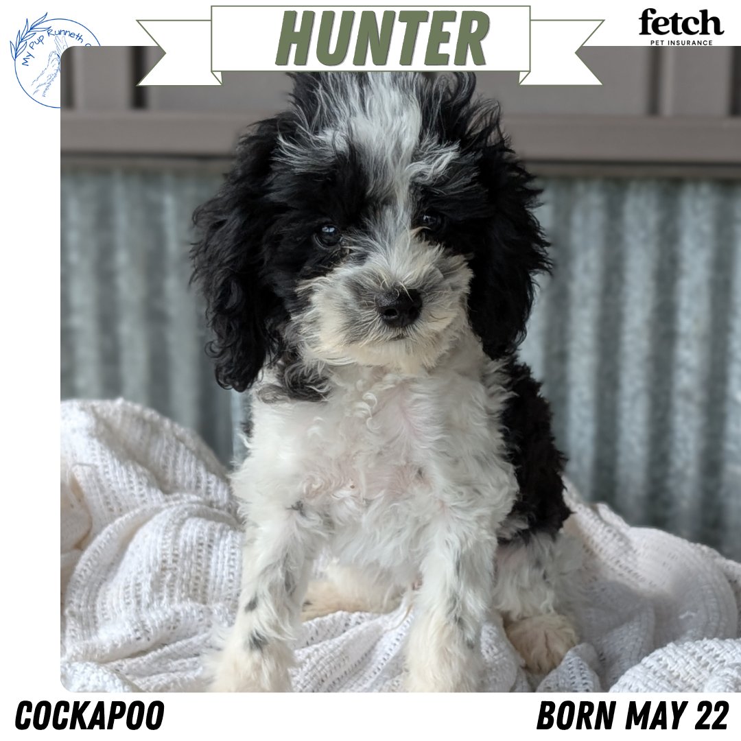 COCKAPOO (MAY 22) MALES