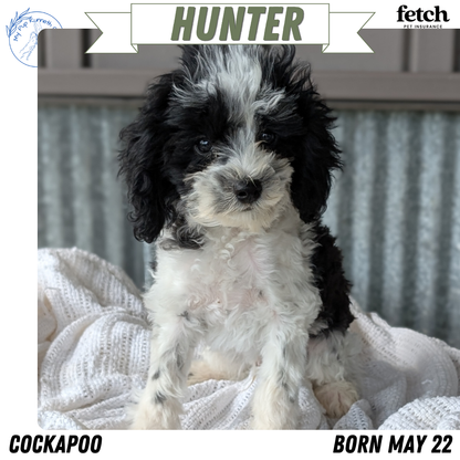 COCKAPOO (MAY 22) MALES