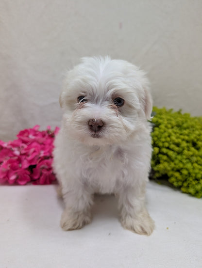 HAVANESE (09/13) FEMALE
