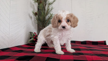 CAVAPOO (OCT 27) MALE