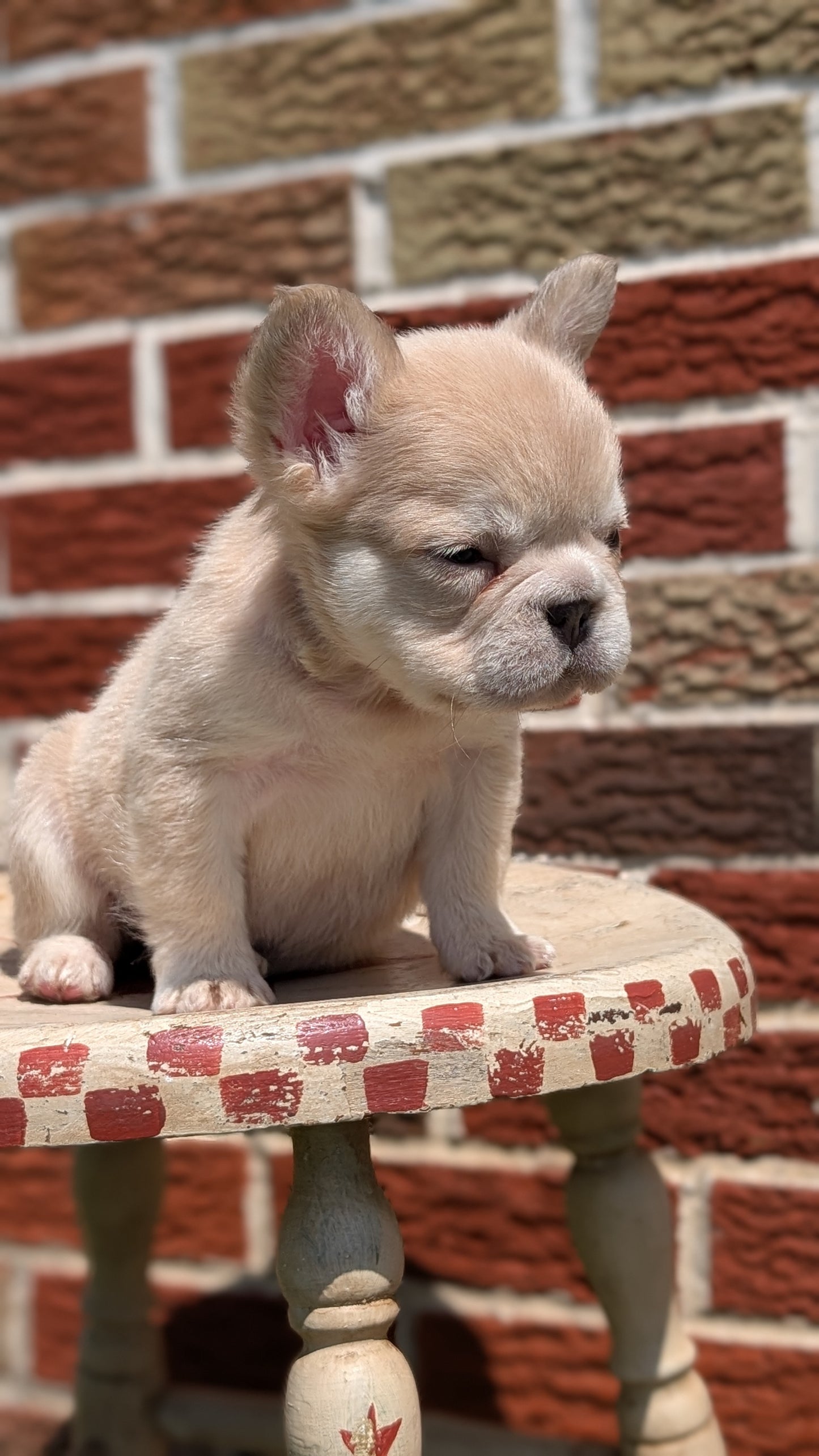 FRENCH BULLDOG (MAR 09) FEMALES