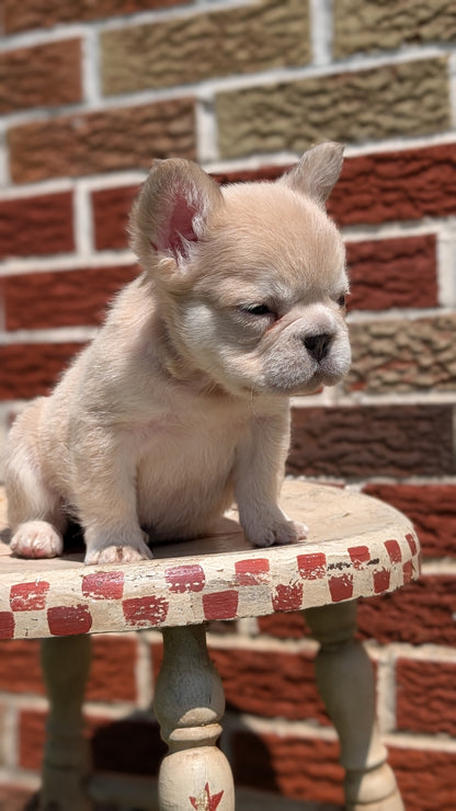 FRENCH BULLDOG (MAR 09) FEMALES