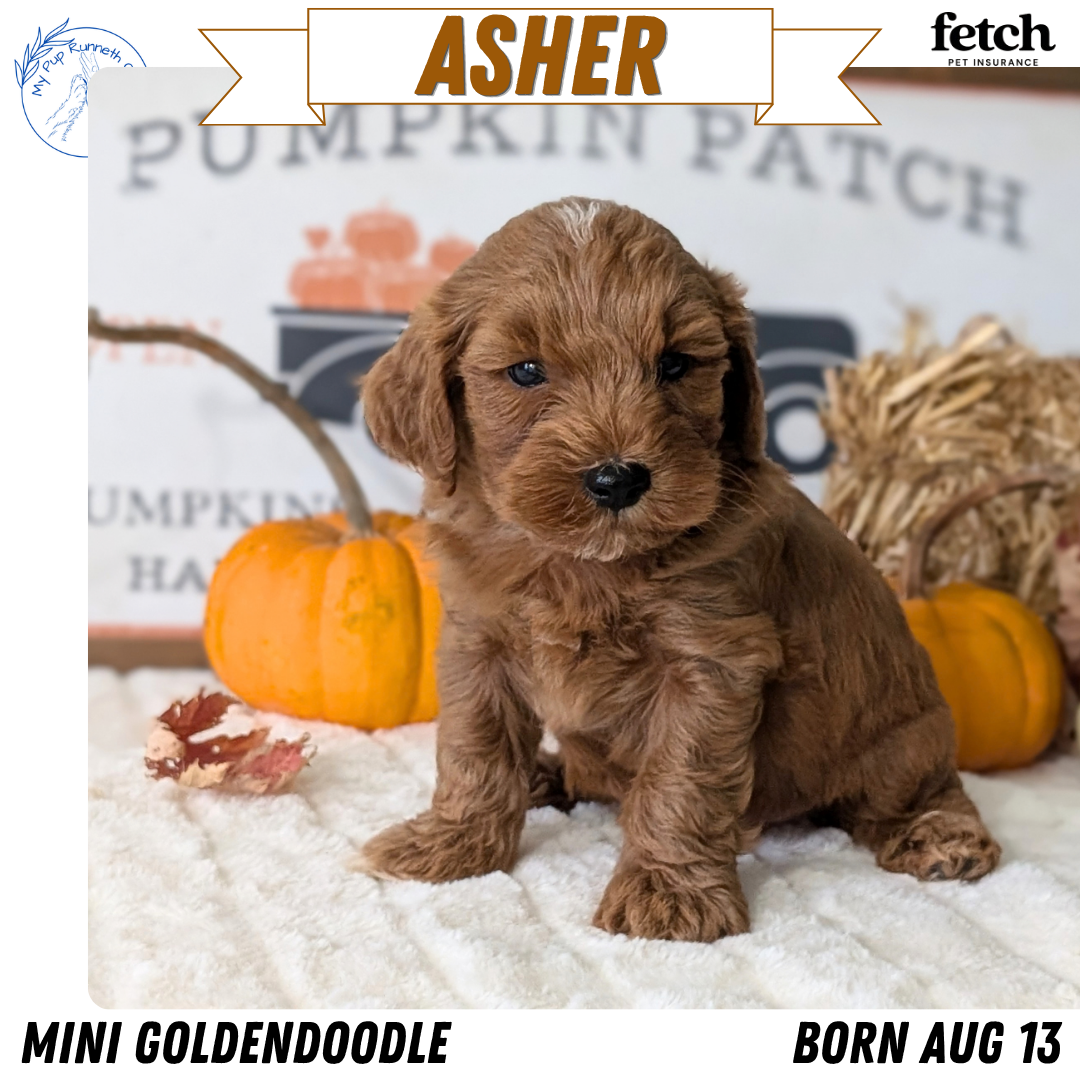 MINI GOLDENDOODLE (AUG 13) 6 MALES/3 FEMALES