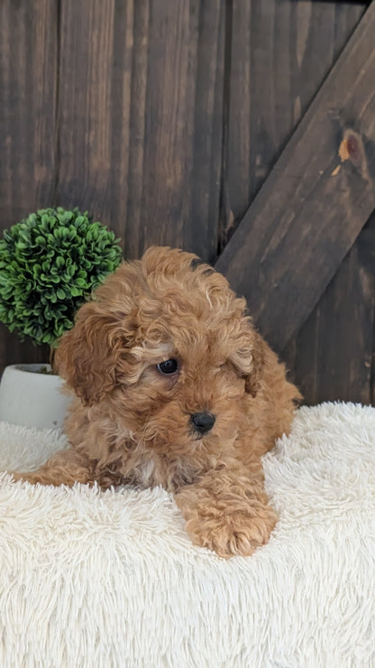 TOY POODLE (DEC 25) MALE