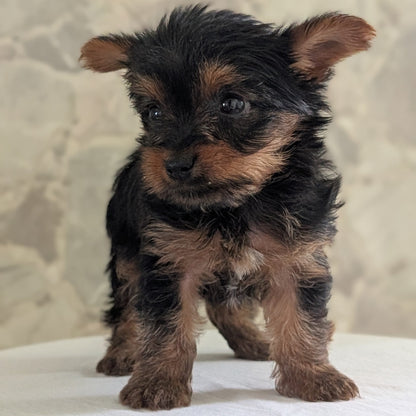 YORKSHIRE TERRIER (APR 26) FEMALES