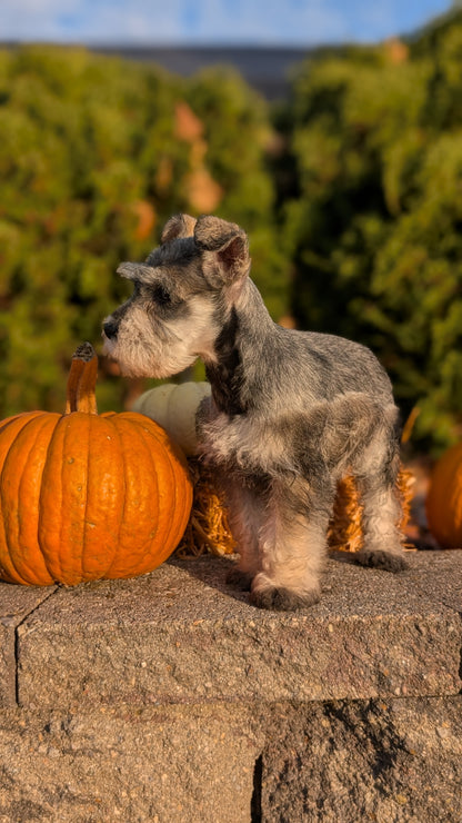 MINI SCHNAUZER (09/11) MALE