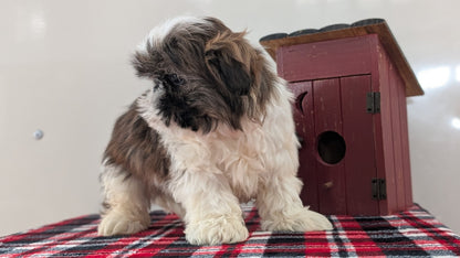 SHIH TZU (DEC 10) MALES