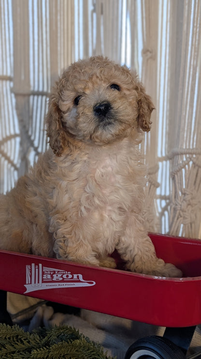 CAVAPOO (NOV 17) FEMALES