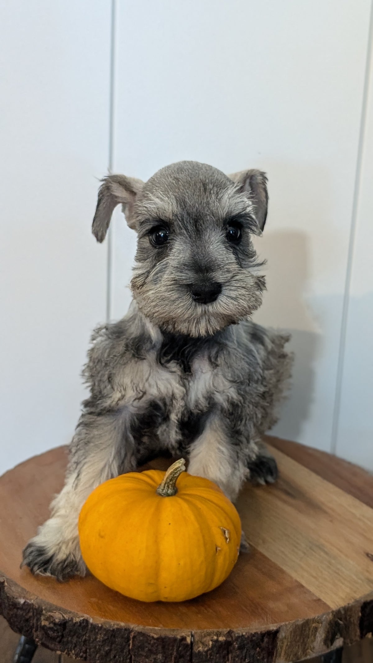 MINI SCHNAUZER (AUG 24) 8 FEMALES