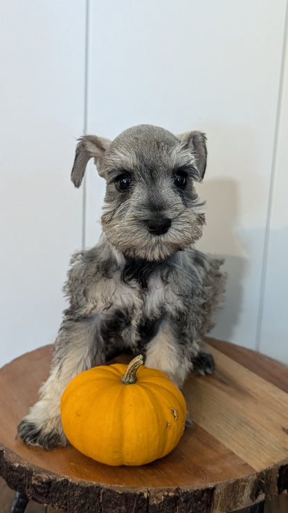 MINI SCHNAUZER (AUG 24) 8 FEMALES