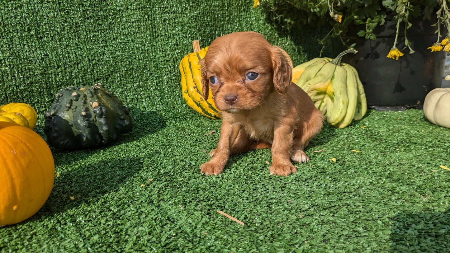 CAVALIER (08/12) FEMALE