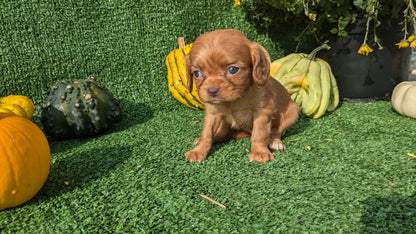 CAVALIER (08/12) FEMALE