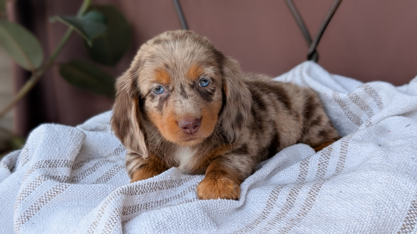 MINI DACHSHUND (MAY 26) FEMALE