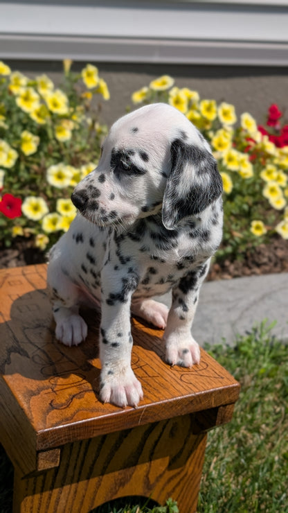 DALMATIAN (JUN 29) MALES