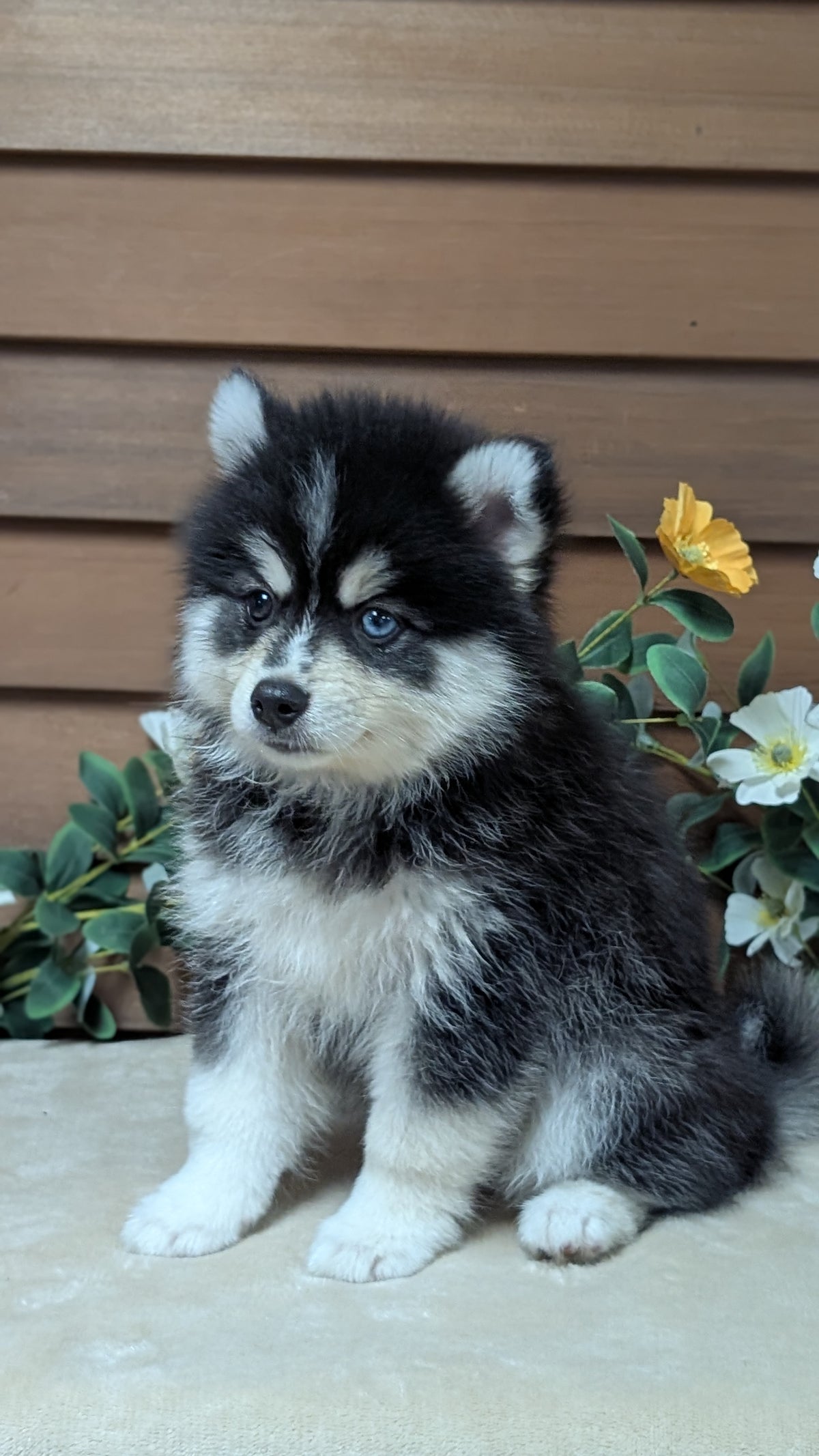POMSKY (JUL 03) 1 MALE/3 FEMALES