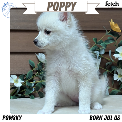 POMSKY (JUL 03) 1 MALE/3 FEMALES