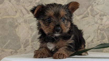 YORKSHIRE TERRIER (APR 26) FEMALES