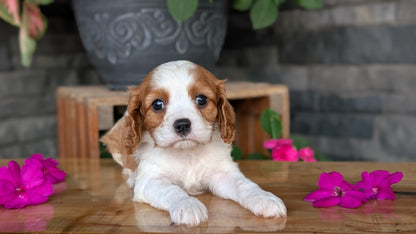 CAVALIER (JUL 18) 3 FEMALES/2 MALES