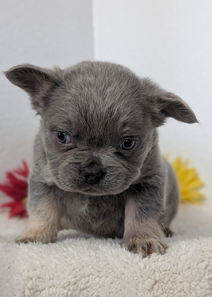 FRENCH BULLDOG (FEB 21) MALES