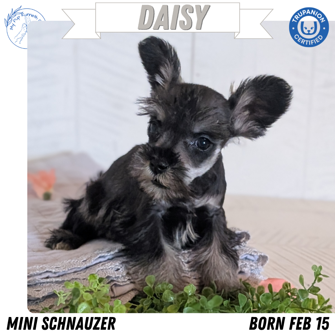 MINI SCHNAUZER (FEB 15) FEMALES