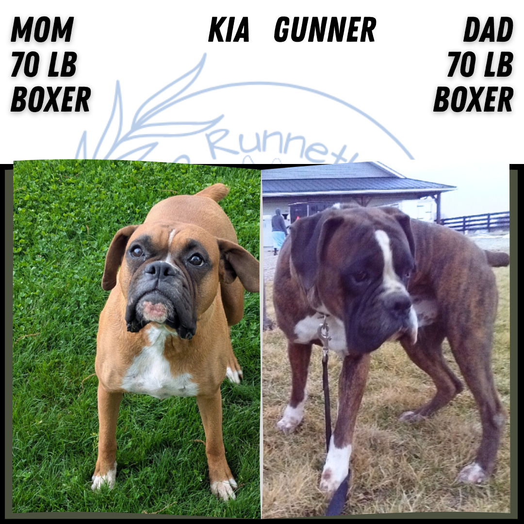 BOXER (DEC 04) FEMALE