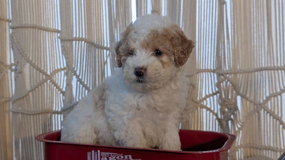CAVAPOO (NOV 17) FEMALES