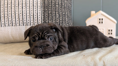 FRENCH BULLDOG (JAN 09) FEMALES