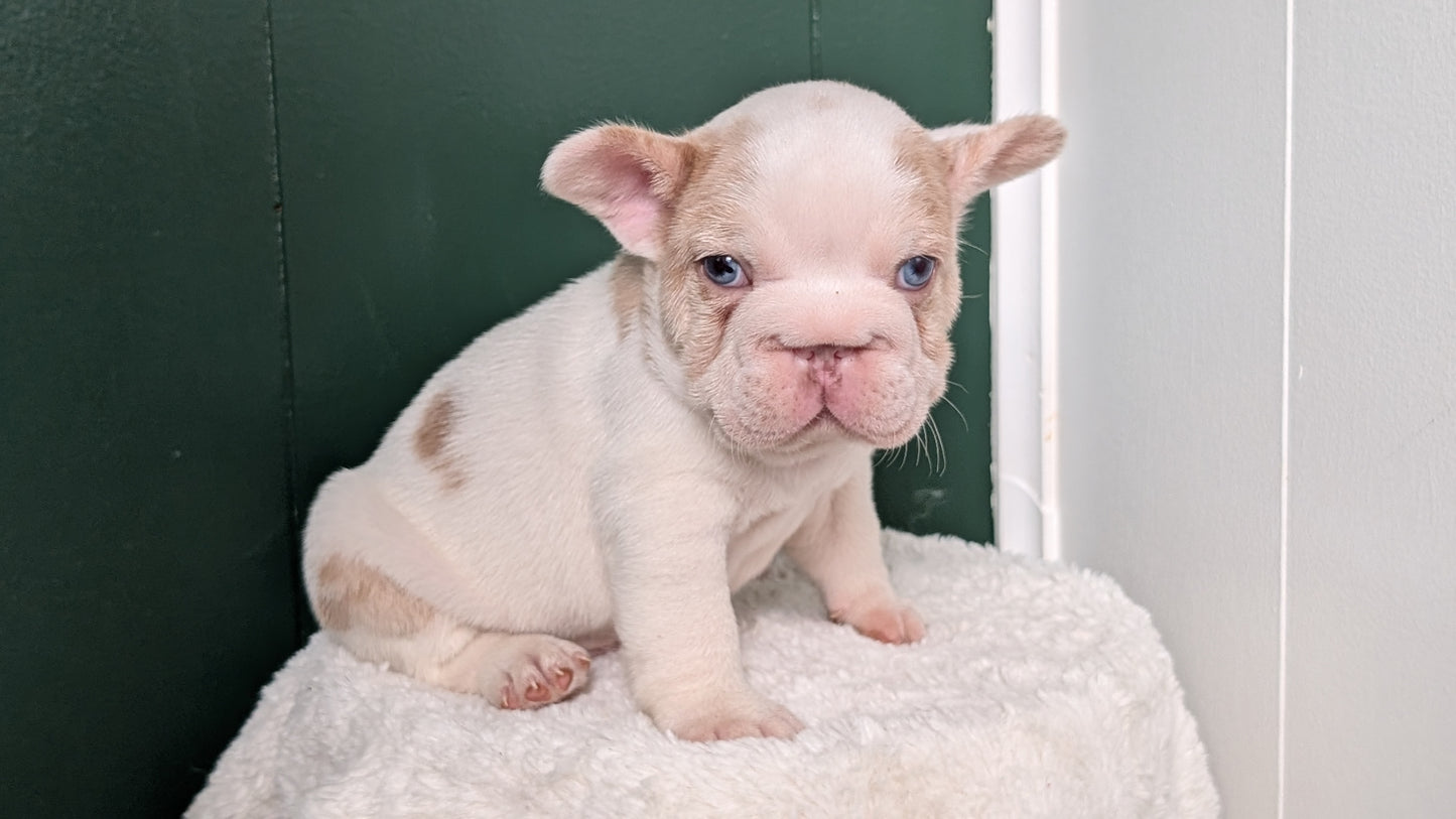 FRENCH BULLDOG (APR 03) MALE