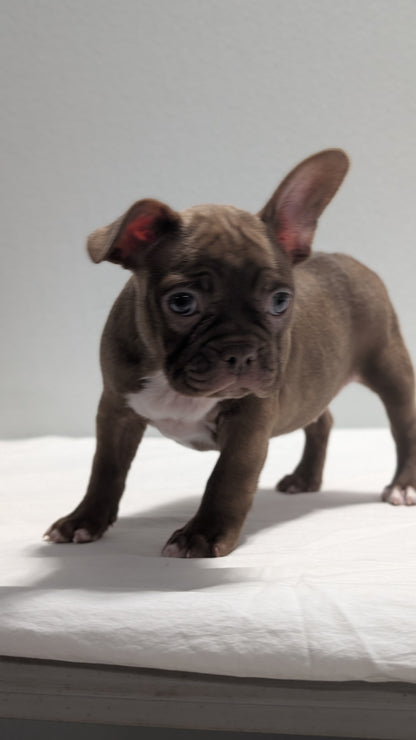FRENCHTON (NOV 15) FEMALES