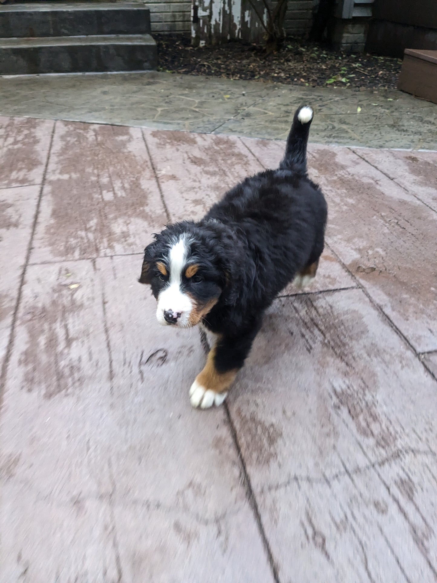 BERNESE MOUNTAIN DOG (03/21) MALE