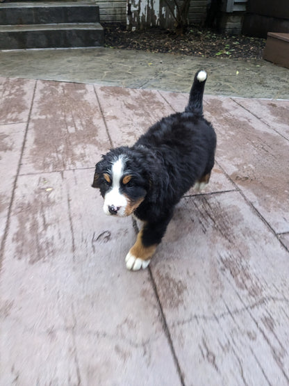 BERNESE MOUNTAIN DOG (03/21) MALE