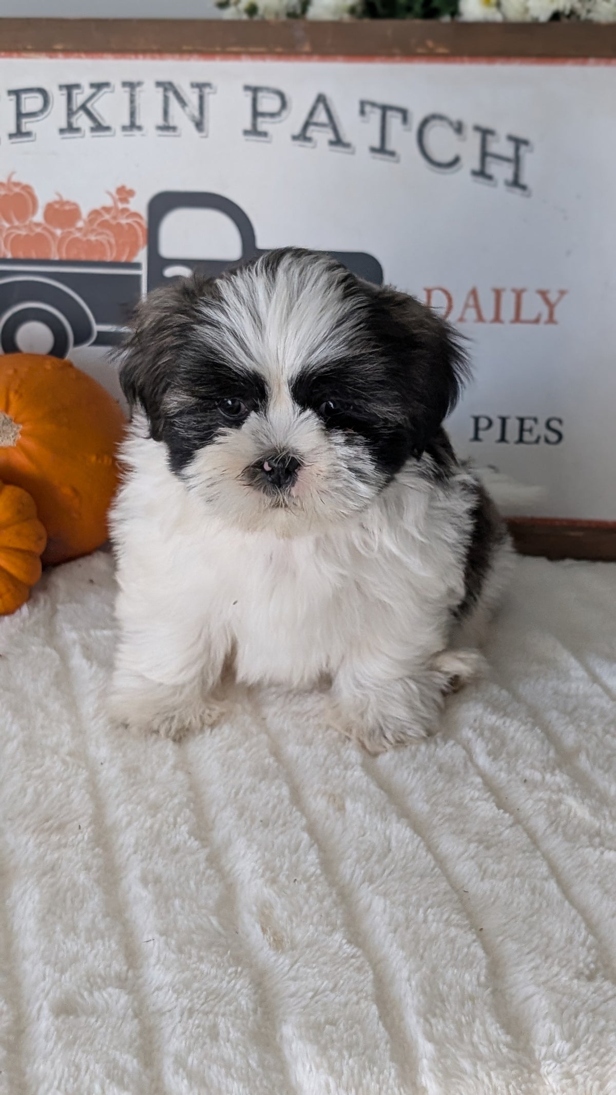SHIH TZU (AUG 17) 2 FEMALES/3 MALES
