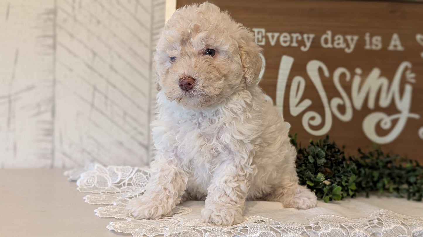 MALTIPOO (APR 05) FEMALES
