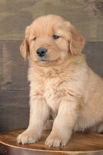 GOLDEN RETRIEVER (MAR 27) MALES