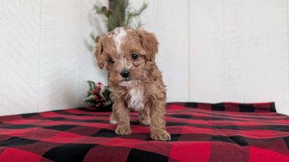 CAVAPOO (OCT 27) FEMALES