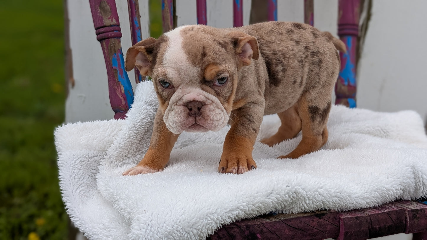 ENGLISH BULLDOG (FEB 09) FEMALES