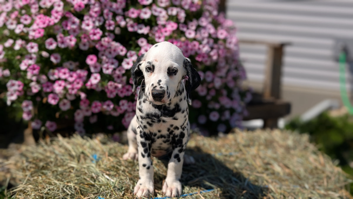 DALMATIAN (JUN 29) MALES