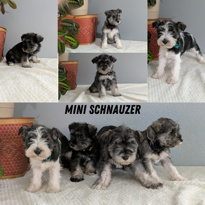 MINI SCHNAUZER (01/08) FEMALE