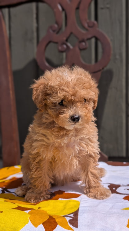 MINI POODLE (JUN 21) 4 MALES