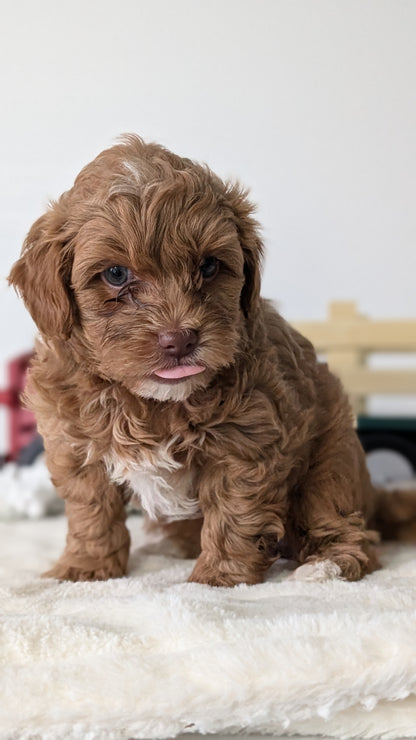 HAVAPOO (NOV 27) MALE