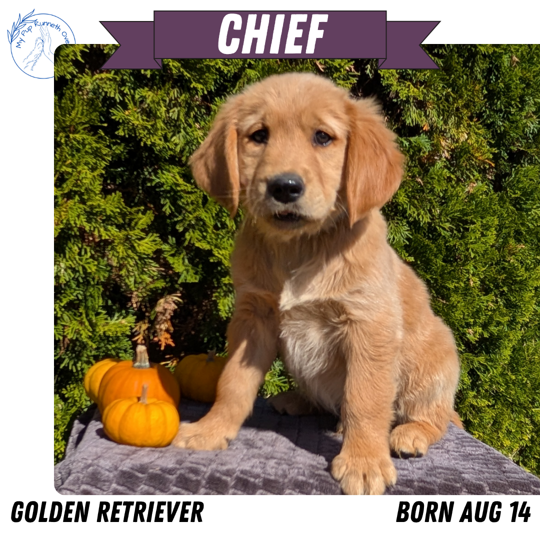 GOLDEN RETRIEVER (08/14) MALE
